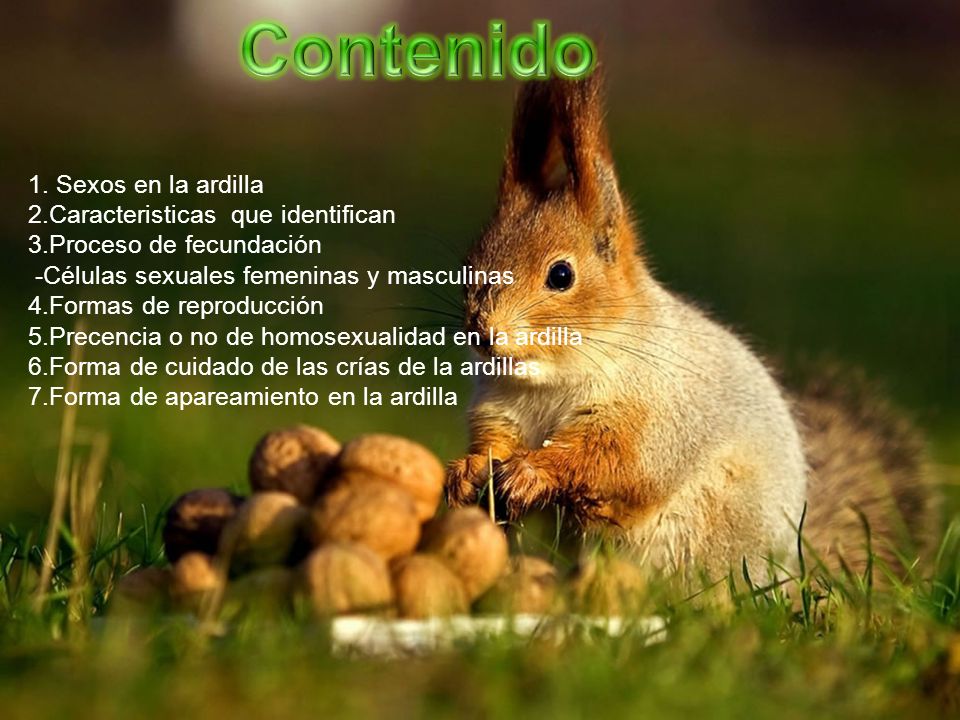 kokotxas de bacalao al pil pil secretos de estado capitulos